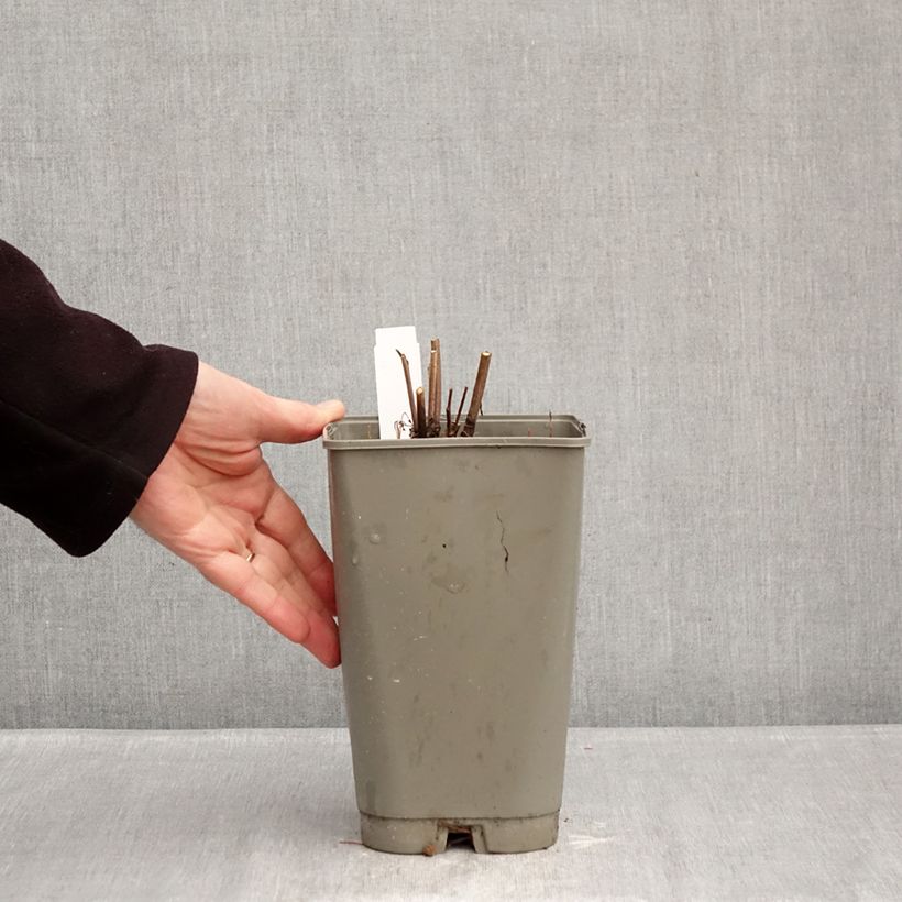 Paeonia lactiflora Fantastic 3L/4L pot sample as delivered in winter