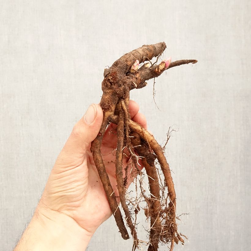 Paeonia lactiflora Felix Crousse Bare root 3-5 eyes sample as delivered in winter