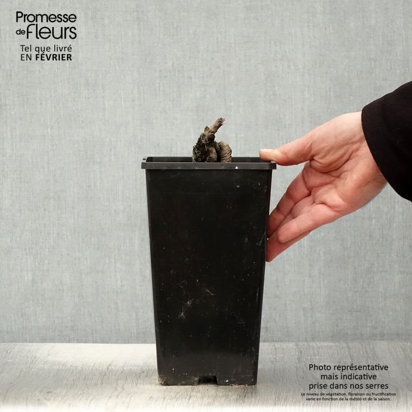 Paeonia lactiflora Festiva Maxima 3L/4L pot sample as delivered in winter