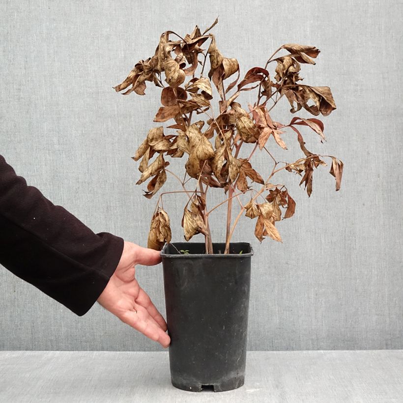 Paeonia x lactiflora Fringed Ivory - Chinese Peony 4L/5L pot sample as delivered in autumn