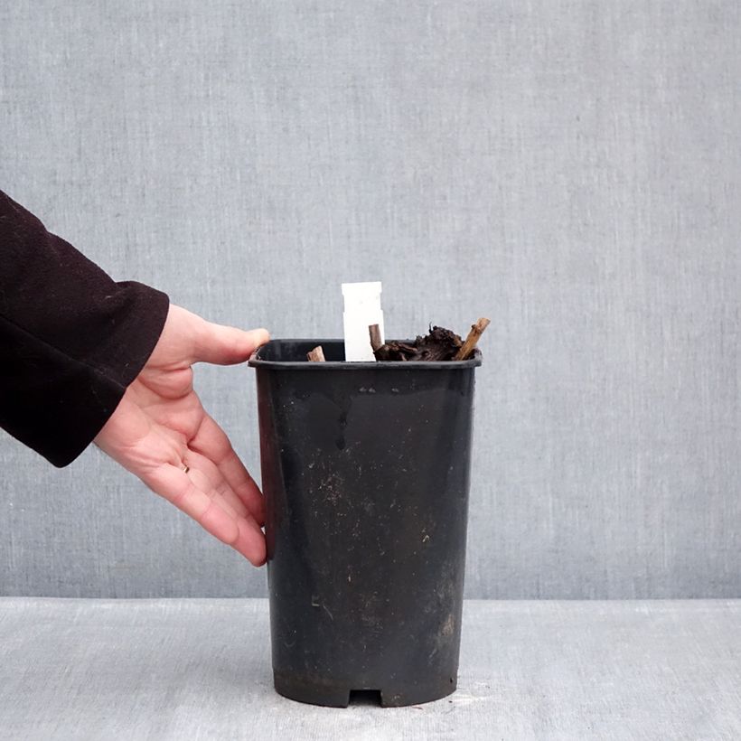 Paeonia x lactiflora Fringed Ivory - Chinese Peony 4L/5L pot sample as delivered in winter