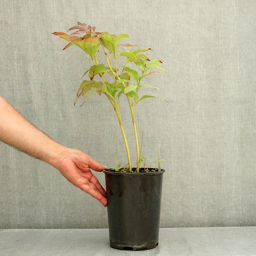 Paeonia lactiflora Gay Paree 3L/4L pot sample as delivered in summer