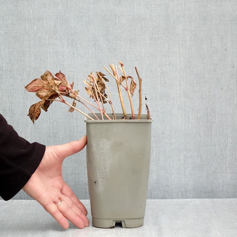 Paeonia lactiflora Green Halo 3L/4L pot sample as delivered in autumn