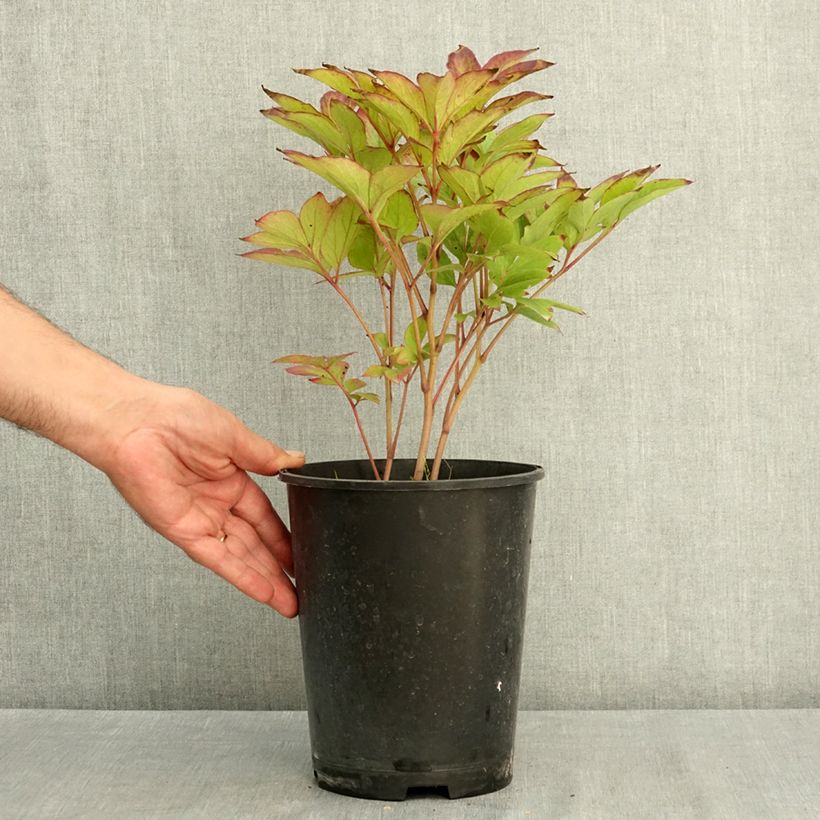 Paeonia lactiflora Green Lotus 3L/4L pot sample as delivered in summer