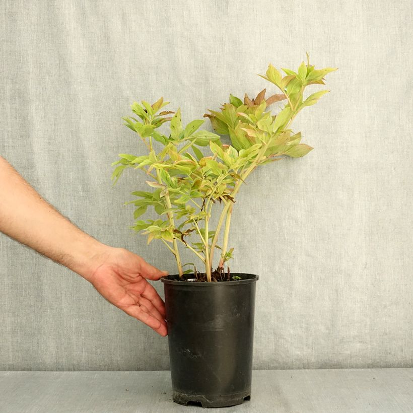 Paeonia lactiflora Bockstoce 3L/4L pot sample as delivered in summer