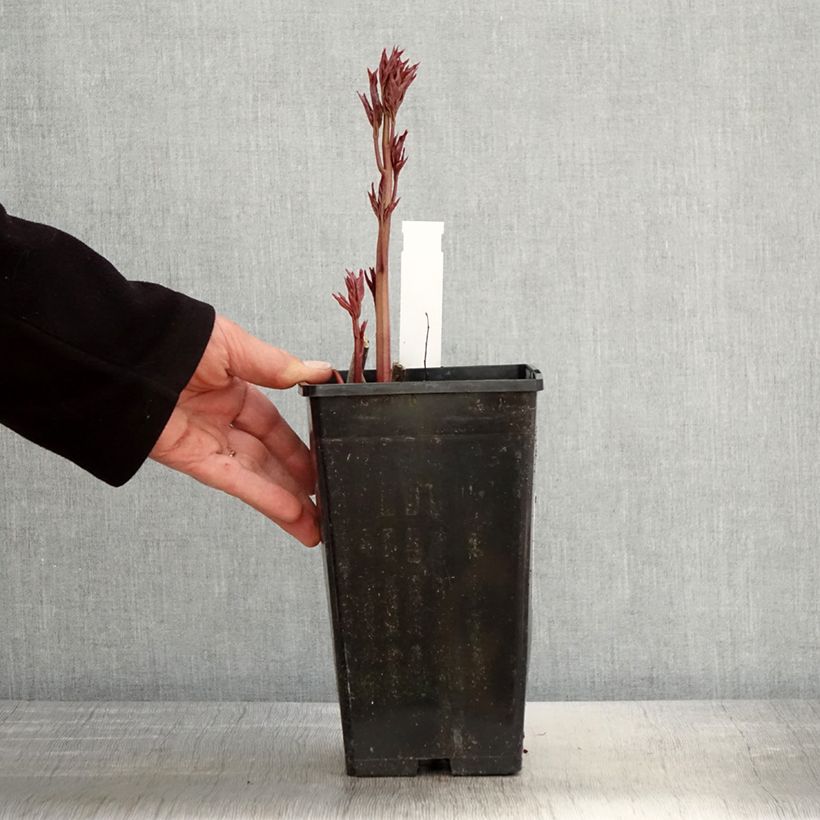 Paeonia lactiflora Immaculée 3L/4L pot sample as delivered in spring