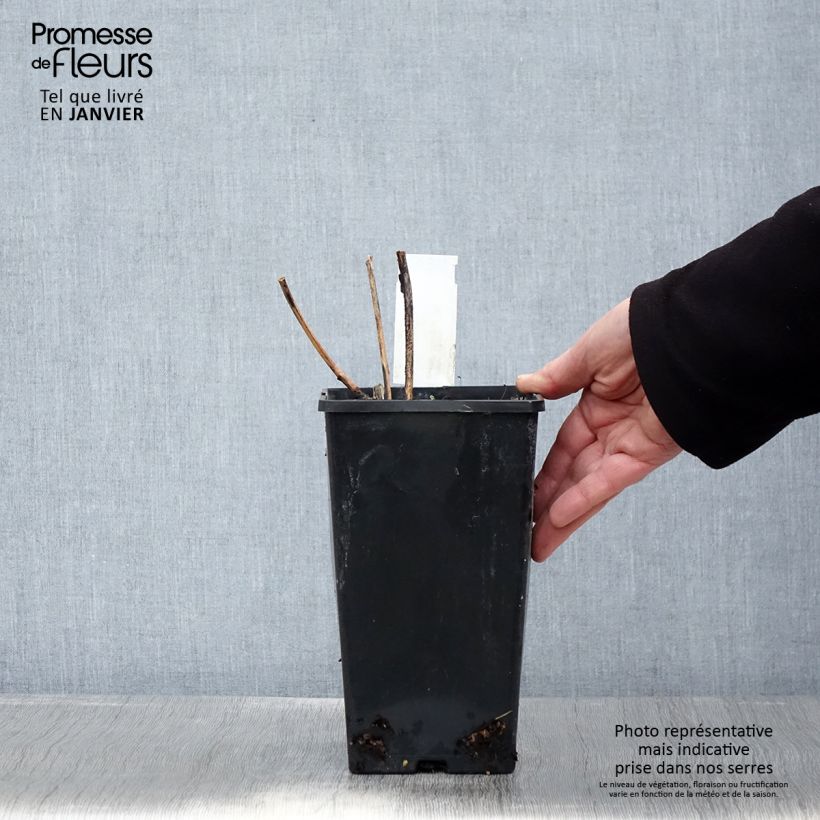 Paeonia lactiflora Inspecteur Lavergne 3L/4L pot sample as delivered in winter