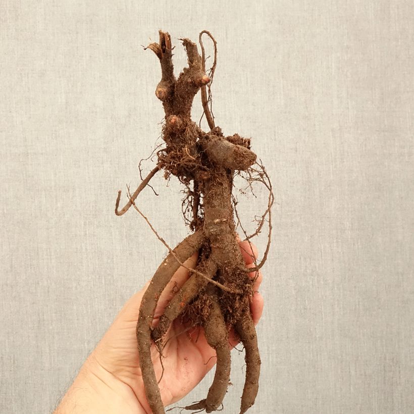 Paeonia lactiflora Inspecteur Lavergne Bare root 3-5 eyes sample as delivered in winter