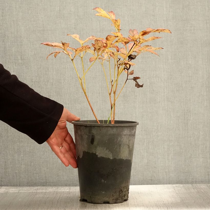 Paeonia lactiflora Jan van Leeuwen - Garden Peony 3L/4L pot sample as delivered in autumn