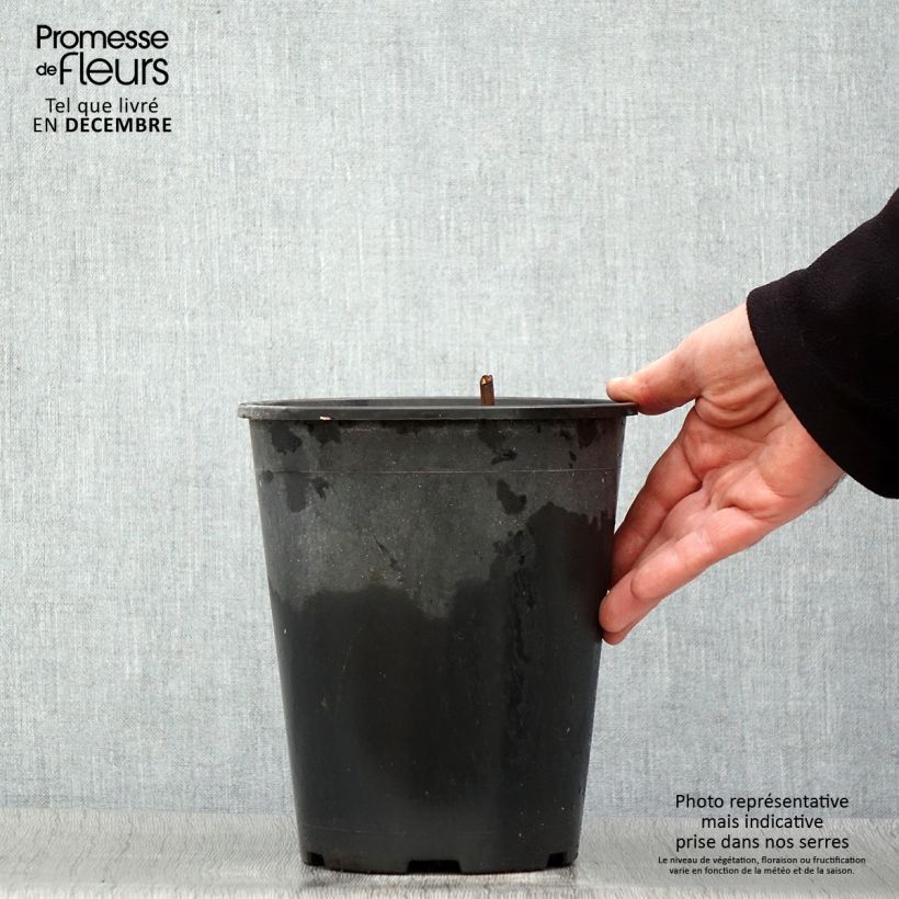 Paeonia lactiflora Jan van Leeuwen - Garden Peony 3L/4L pot sample as delivered in winter