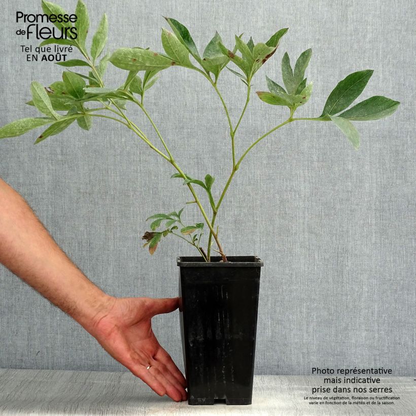 Paeonia lactiflora Kansas 3L/4L pot sample as delivered in summer