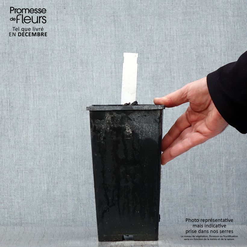 Paeonia lactiflora Kansas 3L/4L pot sample as delivered in winter