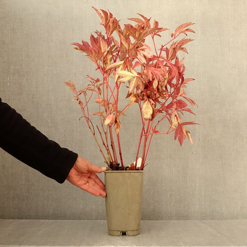 Paeonia lactiflora Karl Rosenfield 3L/4L pot sample as delivered in autumn