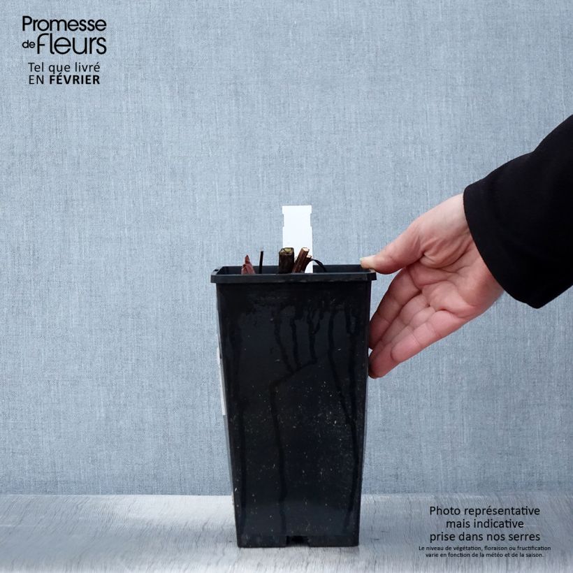 Paeonia lactiflora King's Day 3L/4L pot sample as delivered in winter