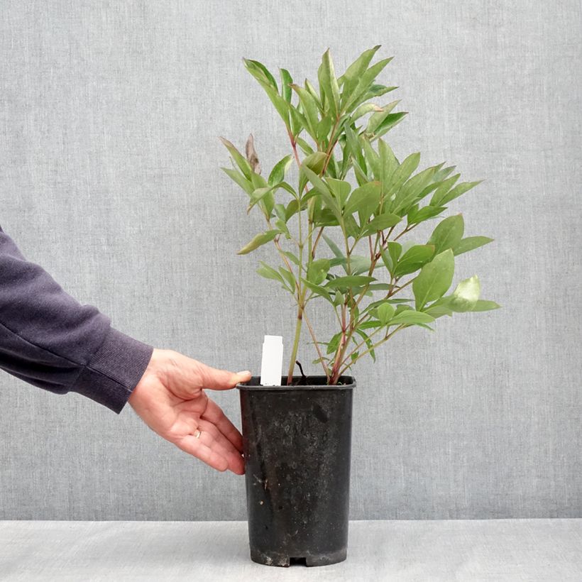 Paeonia x lactiflora Lady Alexandra Duff 3L/4L pot sample as delivered in spring