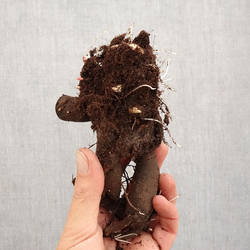 Paeonia x lactiflora Lancaster Imperial - Chinese Peony Bare root 3-5 eyes sample as delivered in winter