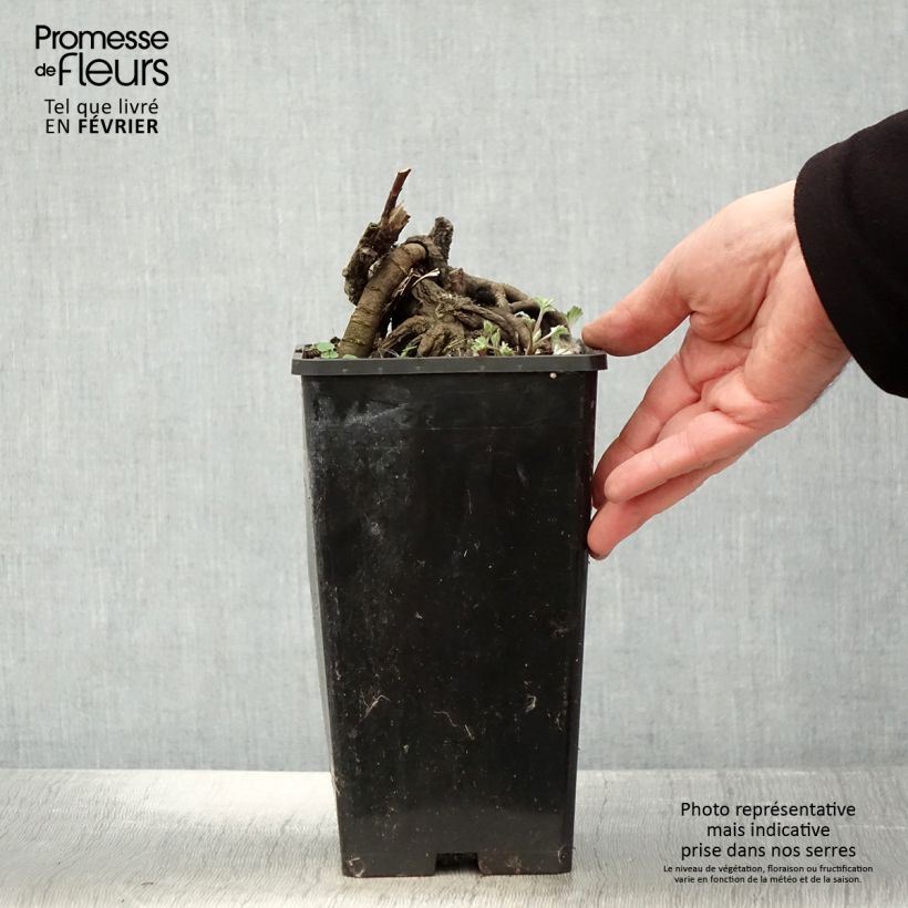 Paeonia lactiflora Laura Dessert 3L/4L pot sample as delivered in winter