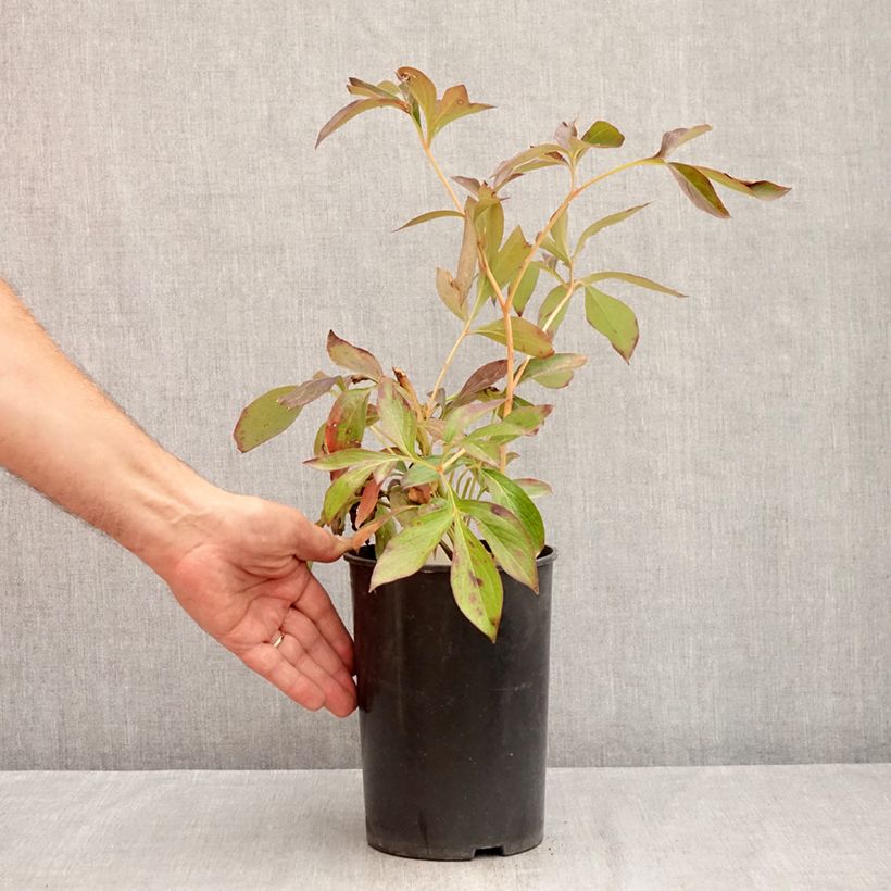 Paeonia lactiflora Lemon Chiffon 3L/4L pot sample as delivered in summer
