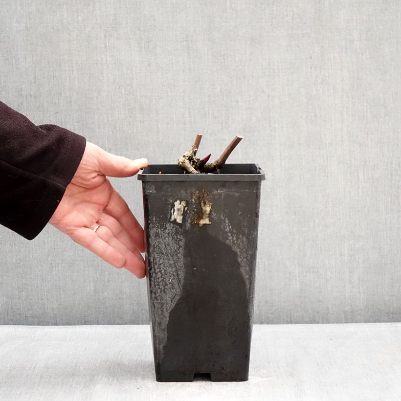 Paeonia lactiflora Lemon Chiffon 3L/4L pot sample as delivered in winter