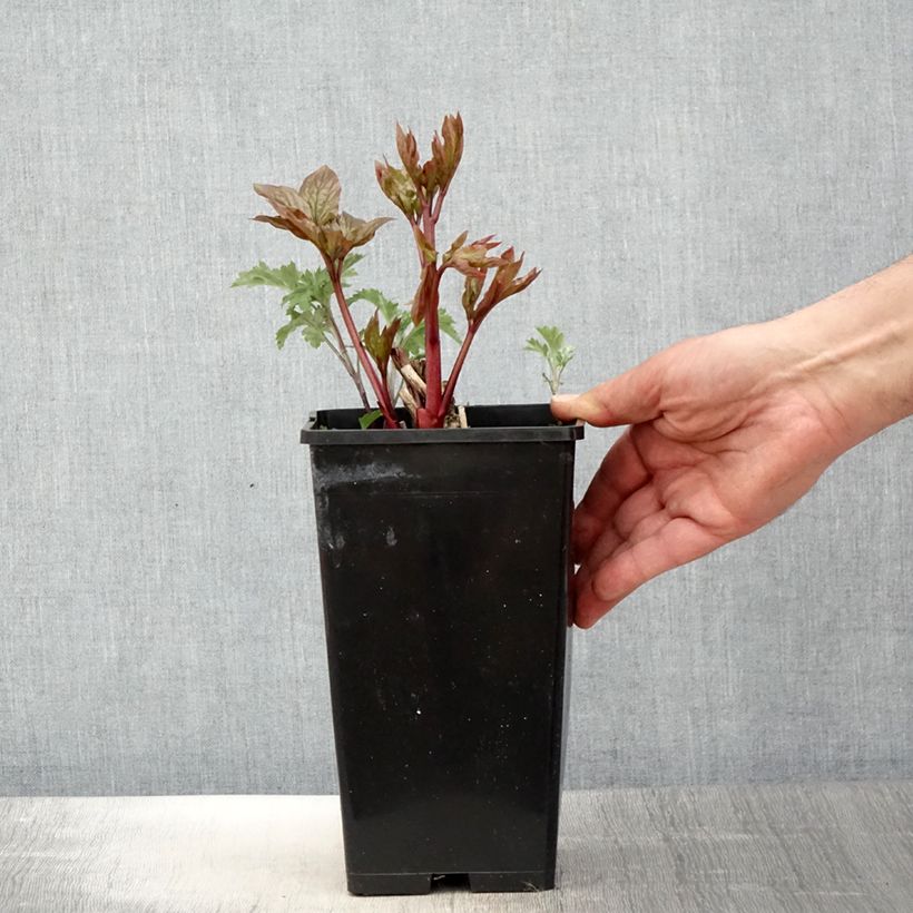 Paeonia lactiflora Lemon Chiffon 3L/4L pot sample as delivered in spring