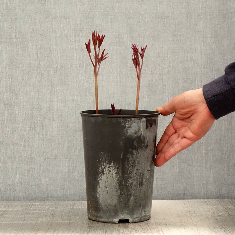 Paeonia lactiflora Madame Emile Debatène 3L/4L pot sample as delivered in spring