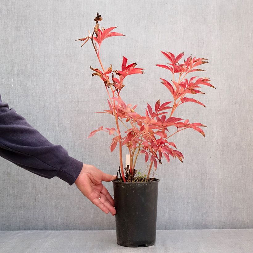 Paeonia x lactiflora Mistress - Chinese Peony 4L/5L pot sample as delivered in autumn