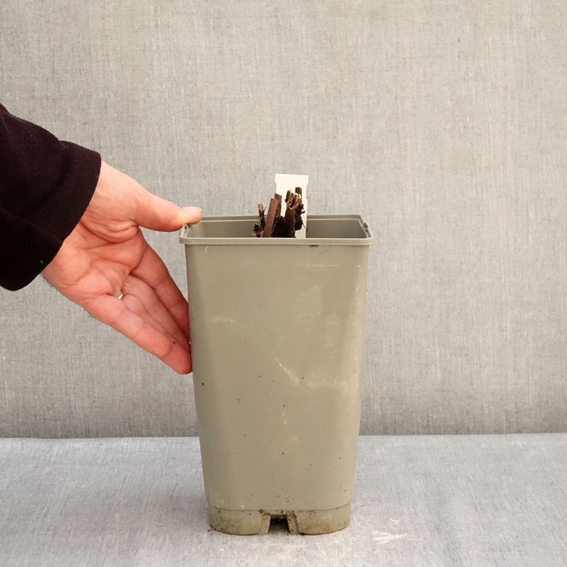 Paeonia x lactiflora Mistress - Chinese Peony 4L/5L pot sample as delivered in winter