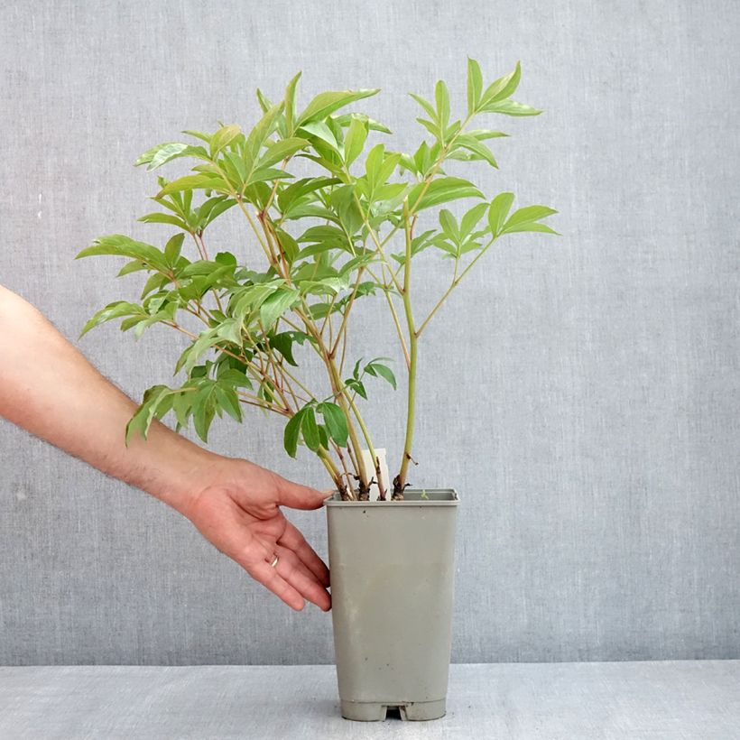 Paeonia x lactiflora Mistress - Chinese Peony 4L/5L pot sample as delivered in spring
