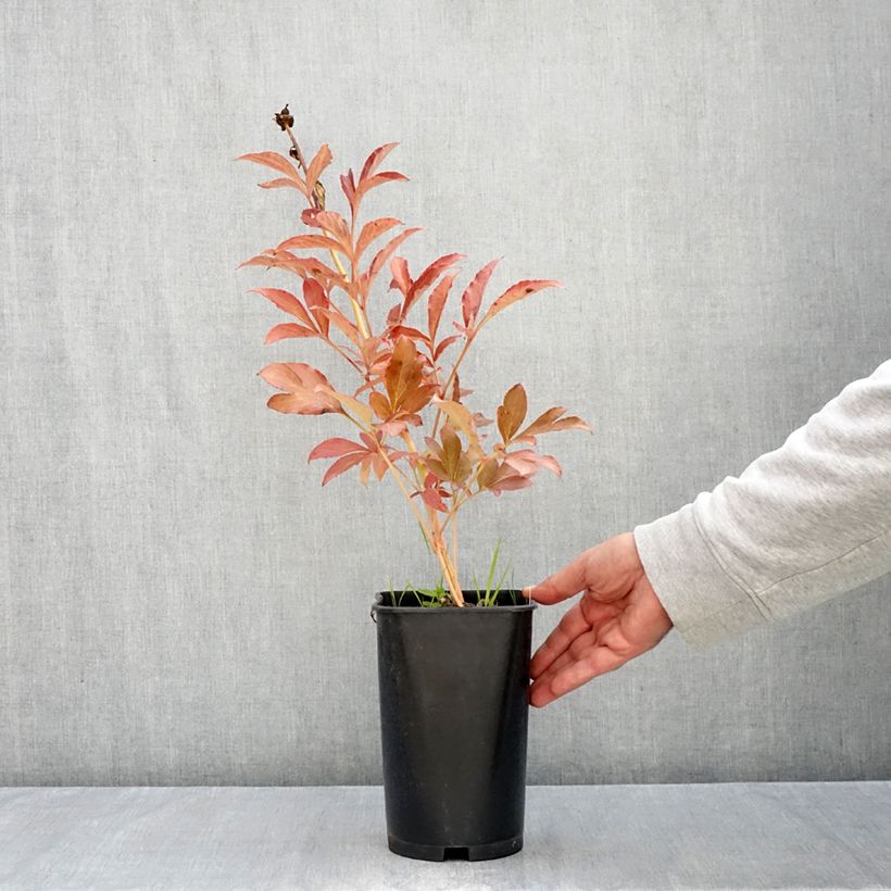 Paeonia x lactiflora Monsieur Jules Elie 3L/4L pot sample as delivered in autumn