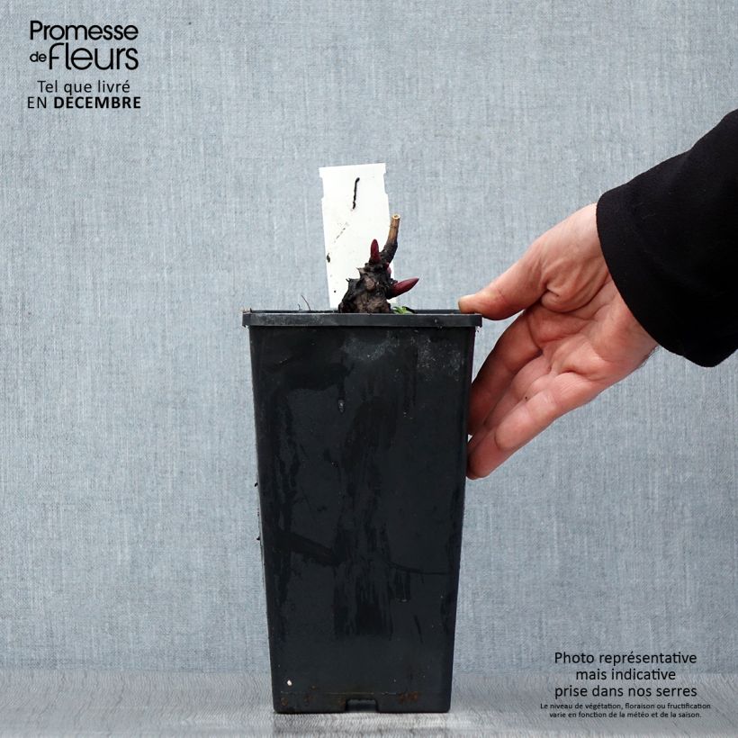 Paeonia x lactiflora Monsieur Jules Elie 3L/4L pot sample as delivered in winter