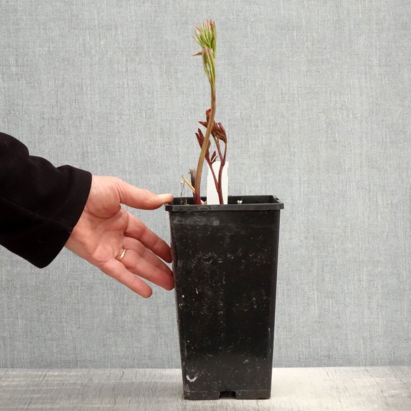 Paeonia x lactiflora Monsieur Jules Elie 3L/4L pot sample as delivered in spring