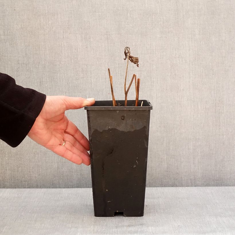 Paeonia lactiflora Mother's Choice 3L/4L pot sample as delivered in winter