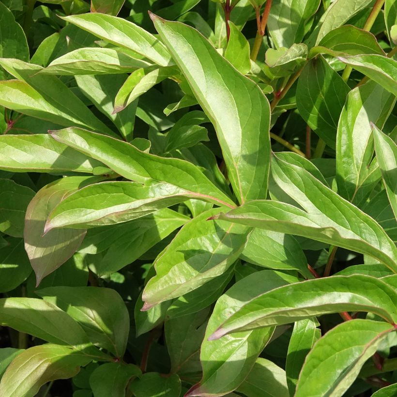 Paeonia lactiflora Nymphe (Foliage)