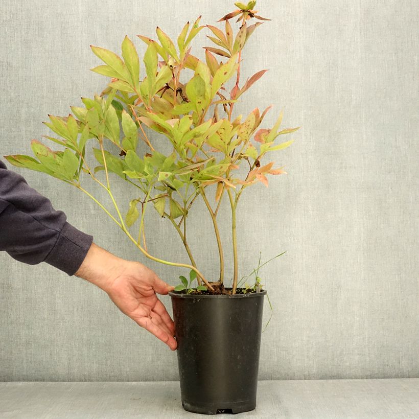 Paeonia lactiflora Nymphe 3L/4L pot sample as delivered in summer