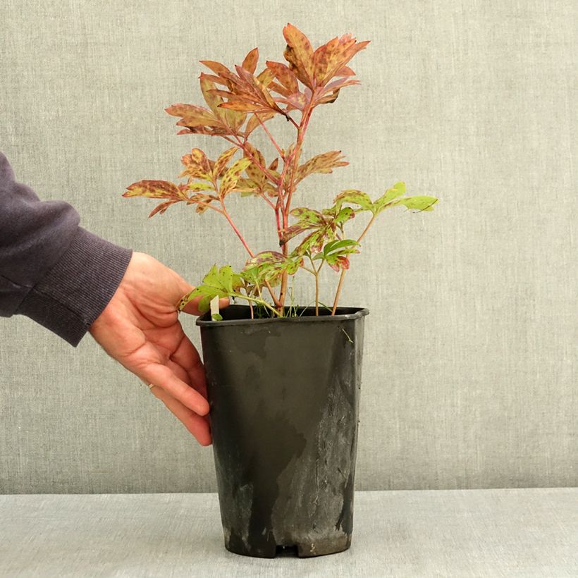 Paeonia lactiflora Pink Hawaiian Coral 3L/4L pot sample as delivered in summer