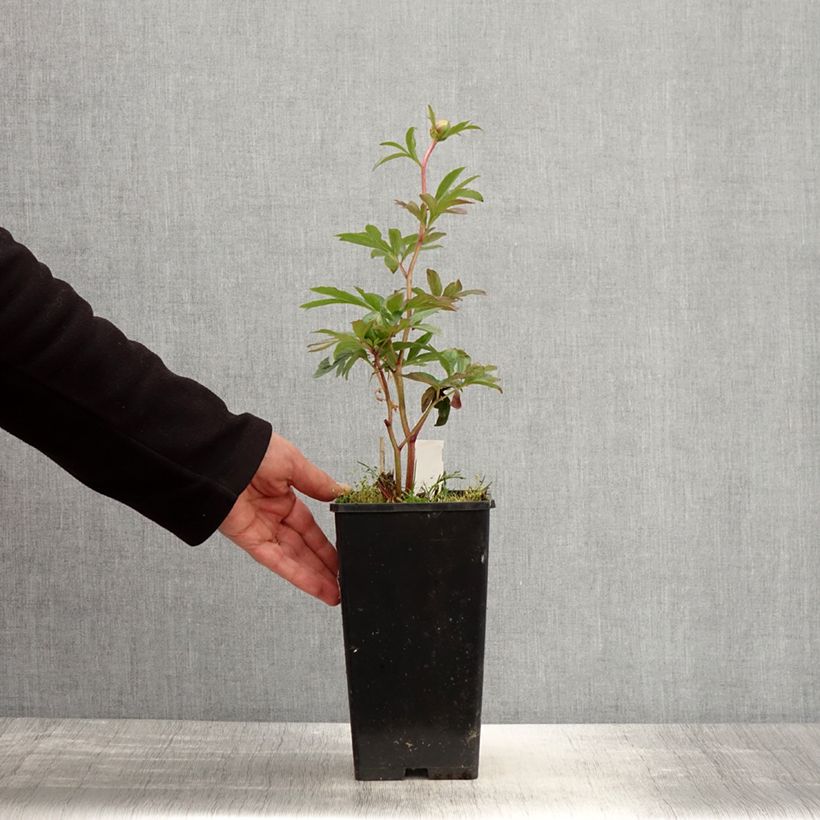 Paeonia lactiflora Pink Hawaiian Coral 3L/4L pot sample as delivered in spring