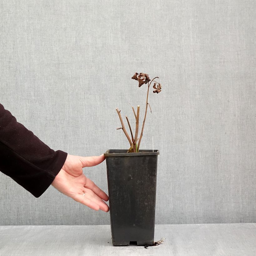 Paeonia x lactiflora Pink Vanguard - Chinese Peony 4L/5L pot sample as delivered in autumn