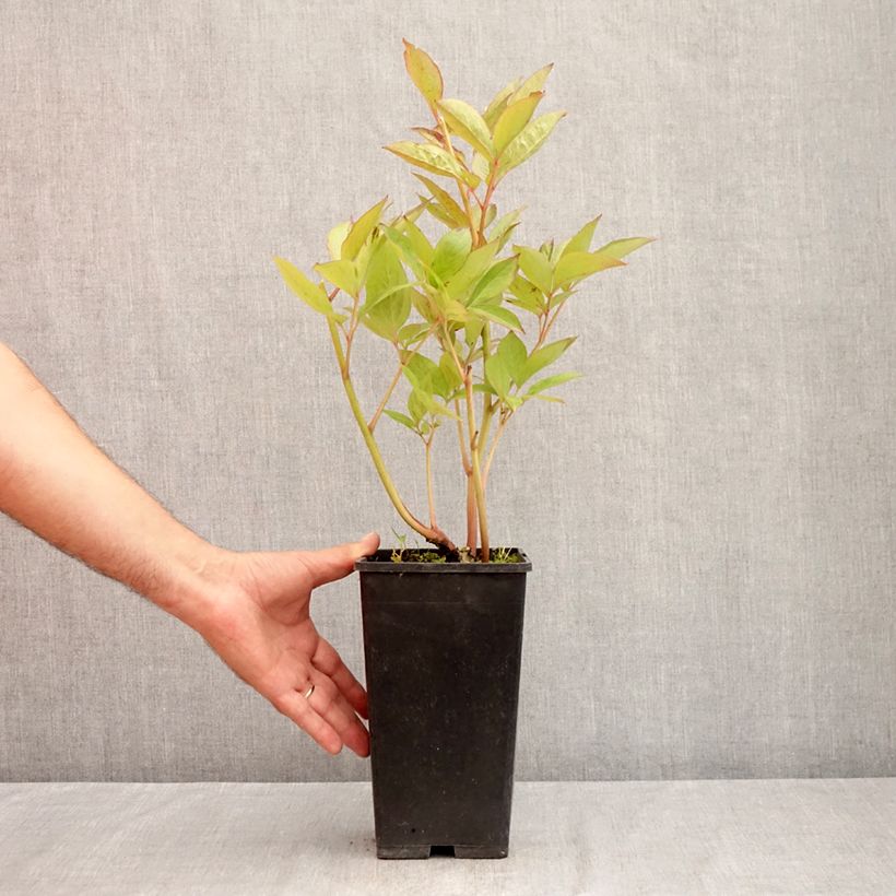Paeonia x lactiflora Pink Vanguard - Chinese Peony 4L/5L pot sample as delivered in summer