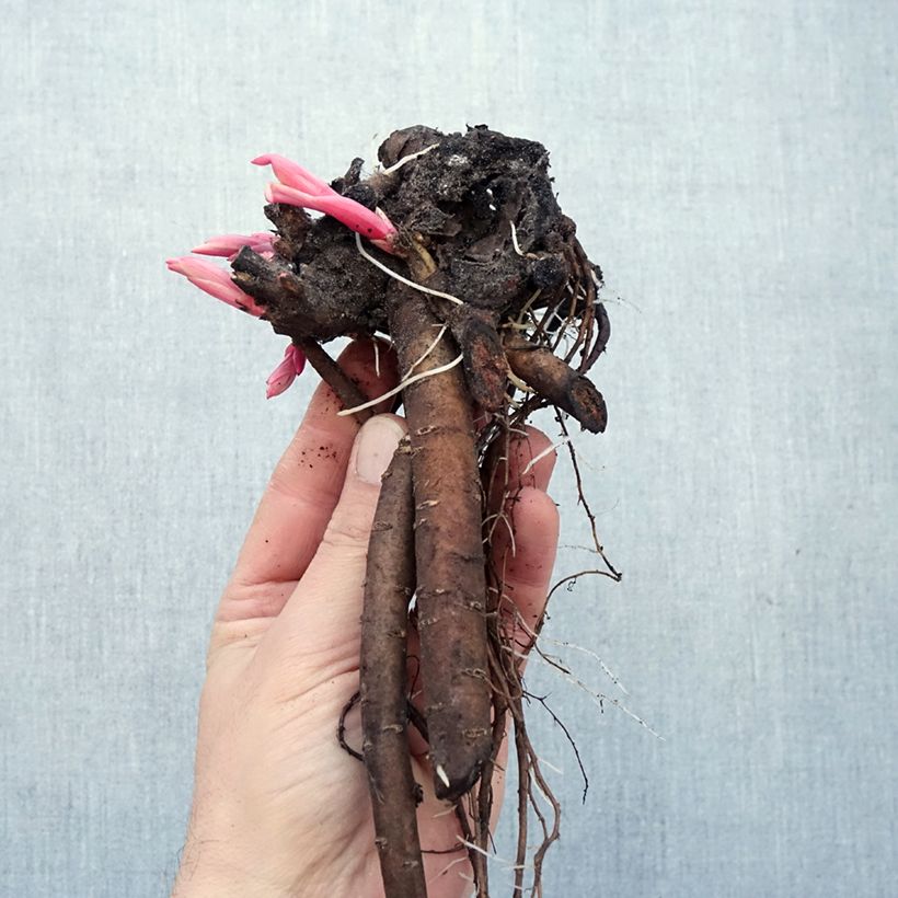 Paeonia lactiflora President Taft Bare root sample as delivered in winter