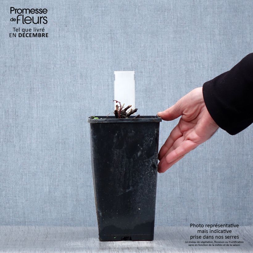 Paeonia lactiflora Primevere - Garden Peony 3L/4L pot sample as delivered in winter