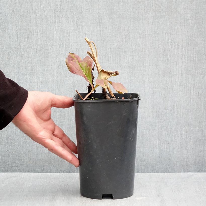 Paeonia x lactiflora Raspberry Charm - Chinese Peony 4L/5L pot sample as delivered in autumn