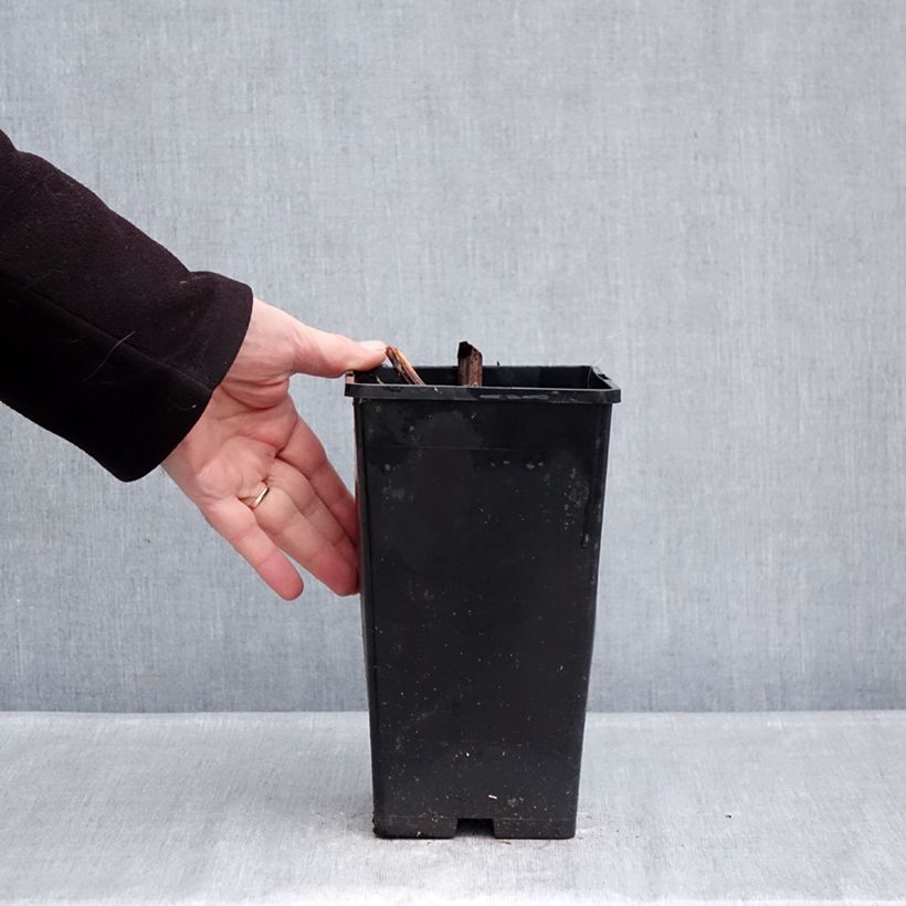 Paeonia x lactiflora Raspberry Charm - Chinese Peony 4L/5L pot sample as delivered in winter