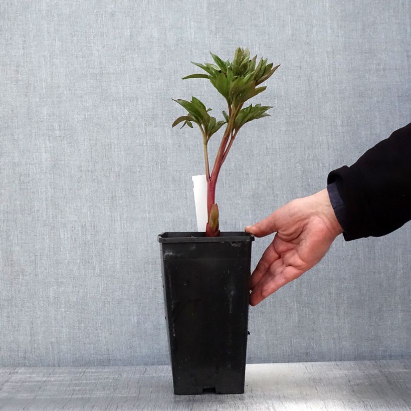 Paeonia lactiflora Red Charm 3L/4L pot sample as delivered in spring