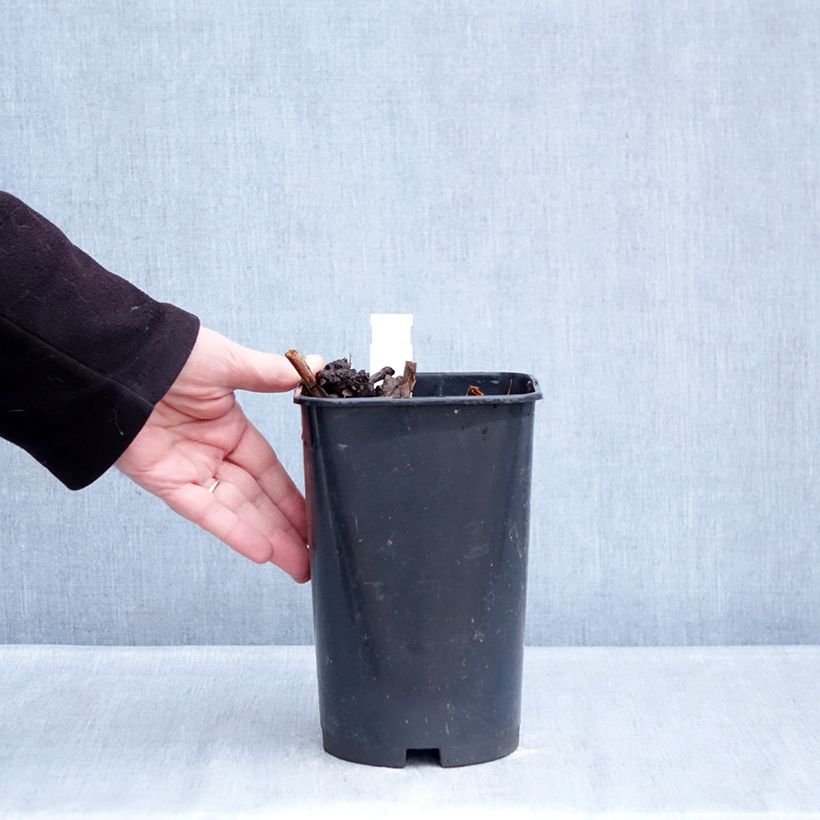 Paeonia lactiflora Reine Hortense (= President Taft) 4L/5L pot sample as delivered in winter