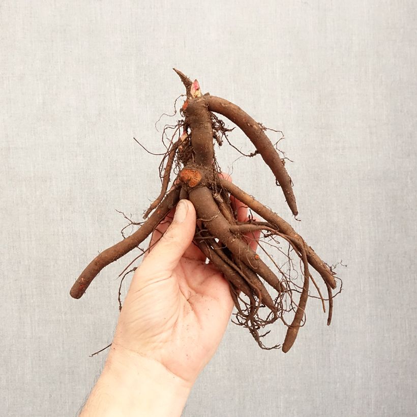 Paeonia lactiflora Sarah Bernhardt Bare root 3-5 eyes sample as delivered in winter