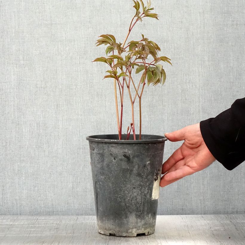 Paeonia lactiflora Sea Shell 3L/4L pot sample as delivered in spring