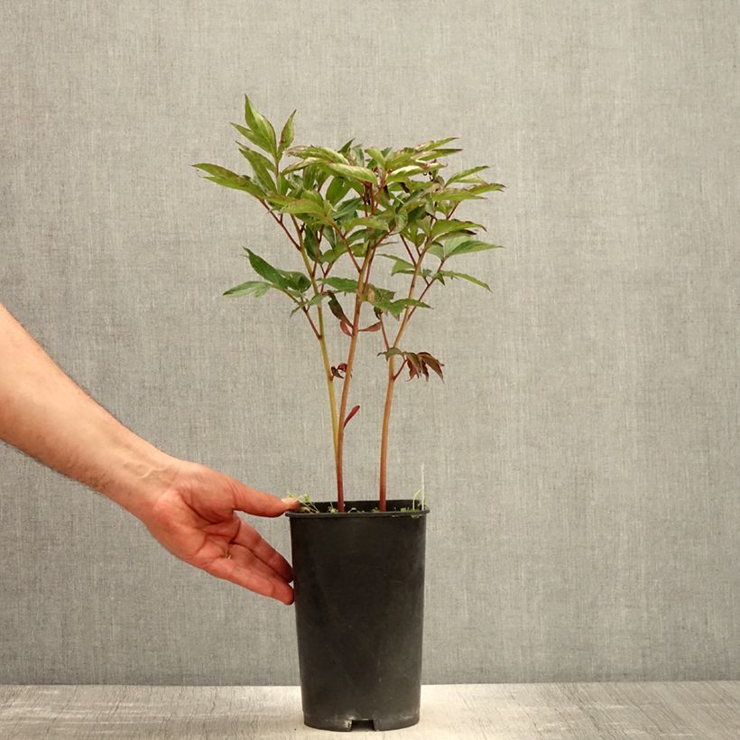 Paeonia lactiflora Shirley Temple 3L/4L pot sample as delivered in spring