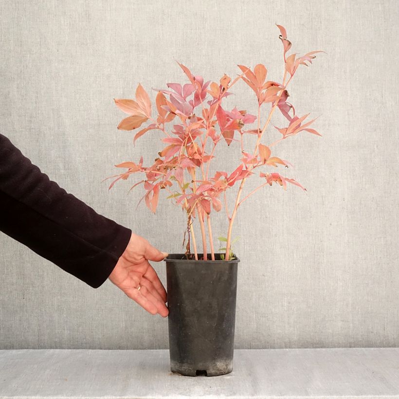 Paeonia x lactiflora Think pink - Chinese Peony 4L/5L pot sample as delivered in autumn