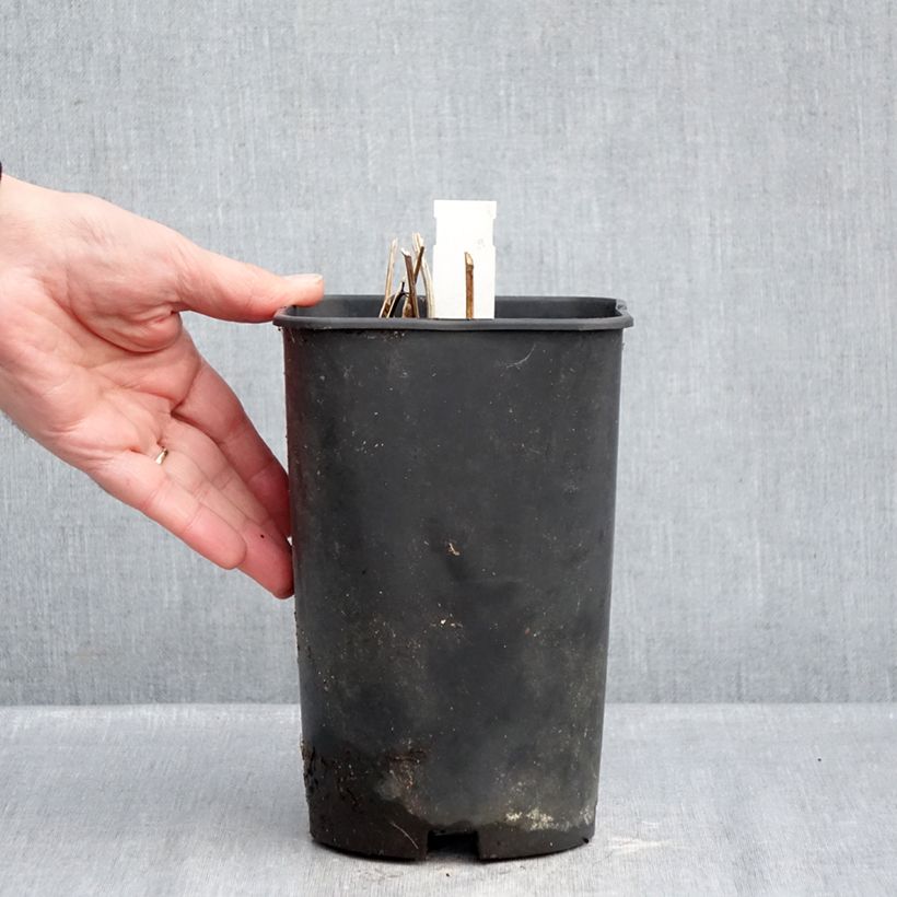 Paeonia lactiflora Tom Cat 3L/4L pot sample as delivered in winter