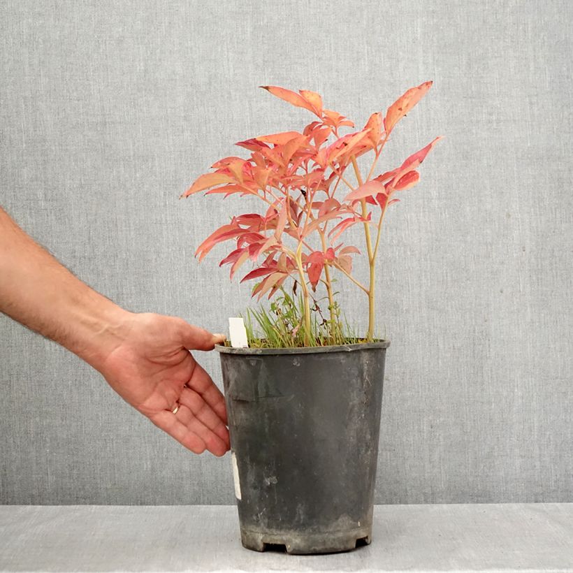 Paeonia lactiflora Top Brass 3L/4L pot sample as delivered in autumn